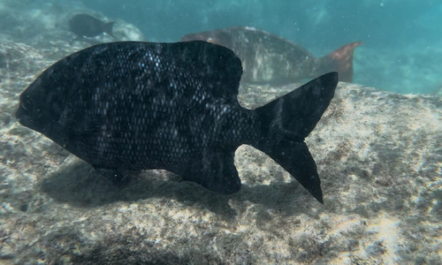 Kyphosus cinerascens observed 2026-10-14