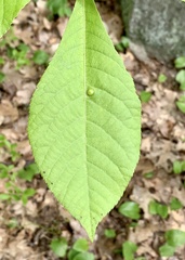 Phylloxera caryaeglobuli