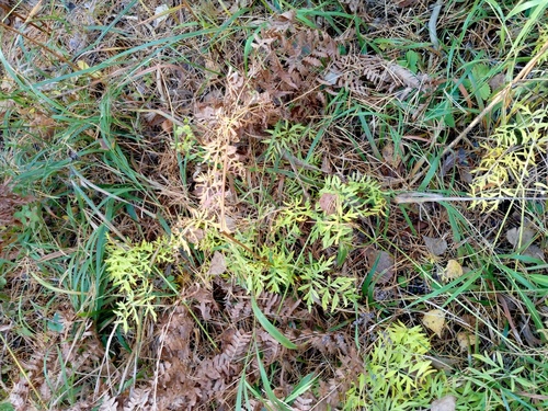 Silphiodaucus prutenicus observed 2026-10-13