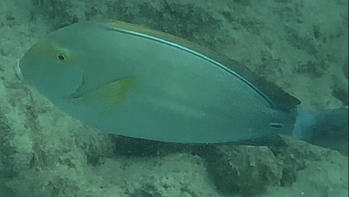 Pinna observed 2026-10-14