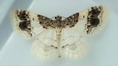 Hydrelia condensata