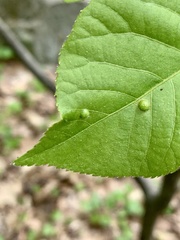 Phylloxera caryaeglobuli