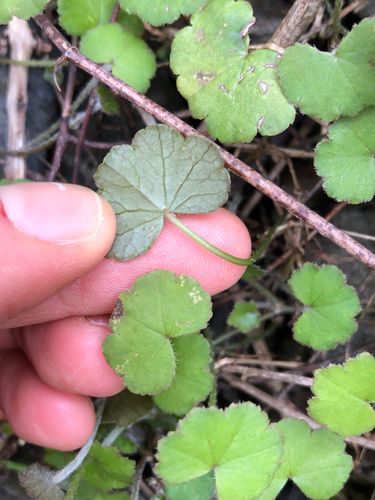 Hydrocotyle novae-zeelandiae observed 2026-10-15