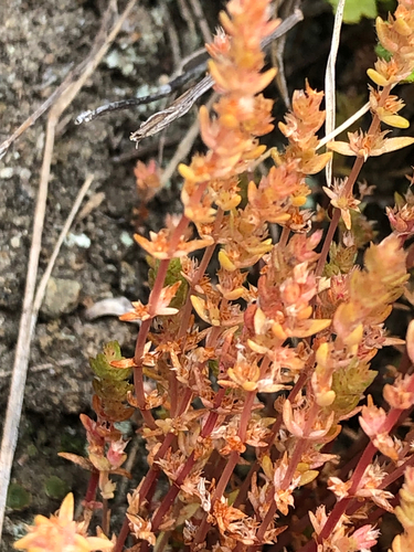 Crassula sieberiana observed 2026-10-15