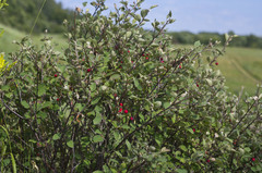 Cotoneaster alaunicus