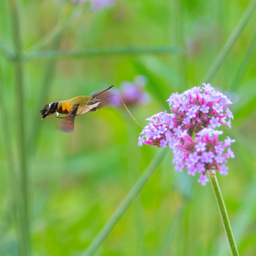 Humble Hummingbird Hawkmoth
