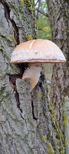 Destructive Pholiota