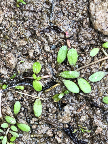 Glossostigma elatinoides observed 2026-10-15