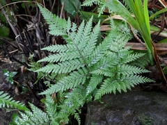 Parapolystichum microsorum pentangulare