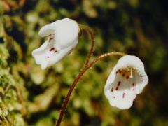 Jovellana repens