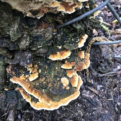 Cerrena zonata