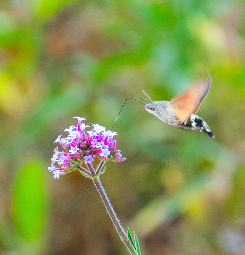 Eurasian Hummingbird Hawkmoth