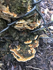 Cerrena zonata