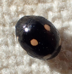 Hyperaspis lateralis