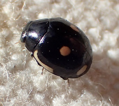 Hyperaspis lateralis