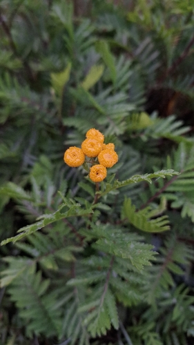 Common Tansy