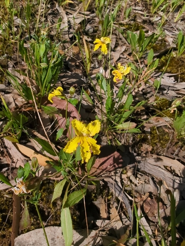 Goodenia paradoxa observed 2026-10-15