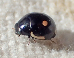 Hyperaspis lateralis