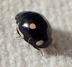 Hyperaspis lateralis