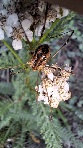 European Harvestman