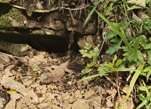 Sphenodon punctatus observed 2026-10-15