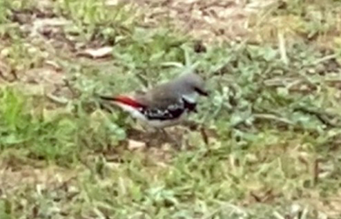 Stagonopleura guttata observed 2026-10-15