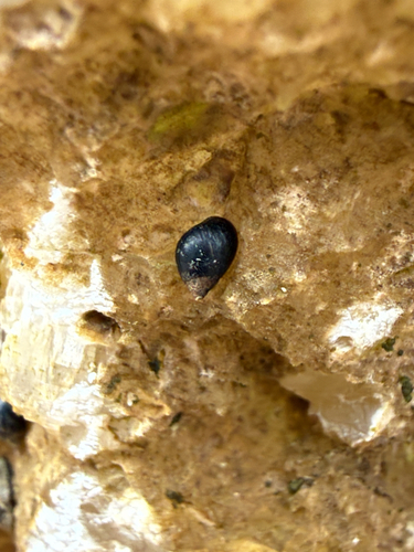 Littorina neritoides, 2026-10-14