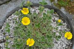 Potentilla uniflora