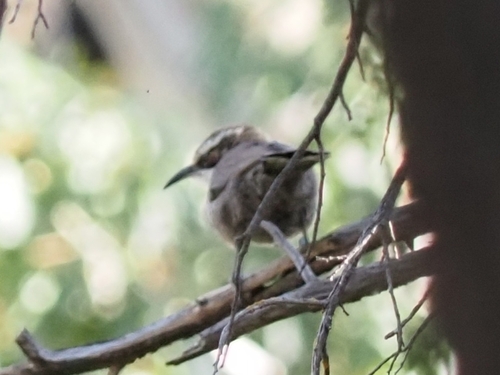 White-browed Babbler