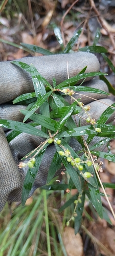 Leucopogon lanceolatus observed 2026-10-15