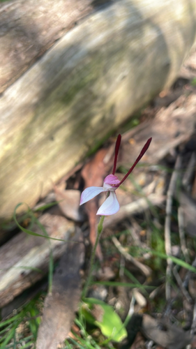 Leptoceras menziesii, 2026-10-15