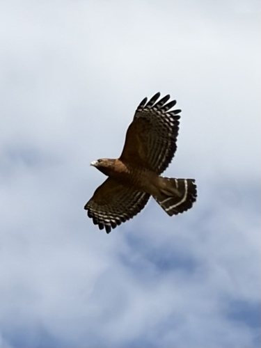 Red-shouldered Hawk