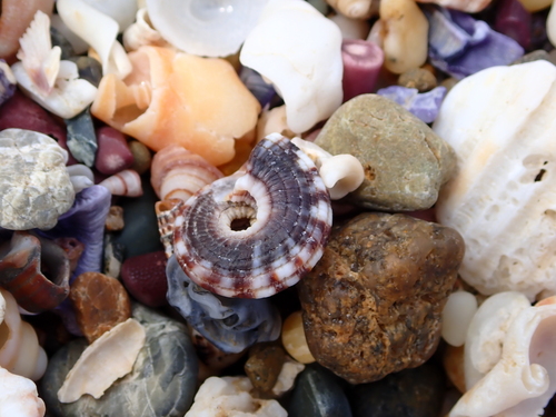 Heliacus variegatus observed 2026-10-15
