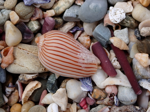 Amoria zebra, 2026-10-15