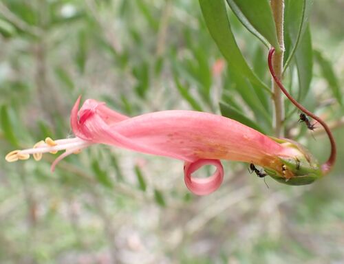 Eremophila maculata observed 2026-10-15