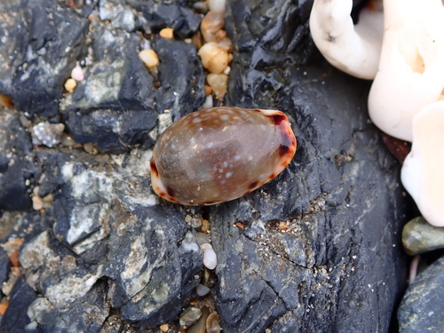 Cypraea labrolineata observed 2026-10-15