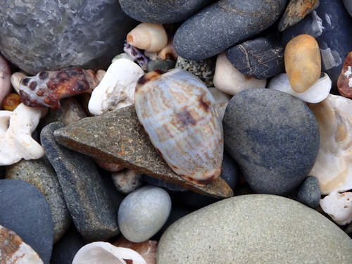 Cypraea gracilis observed 2026-10-15