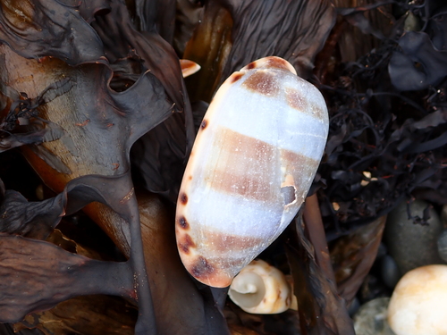 Cypraea caurica observed 2026-10-15