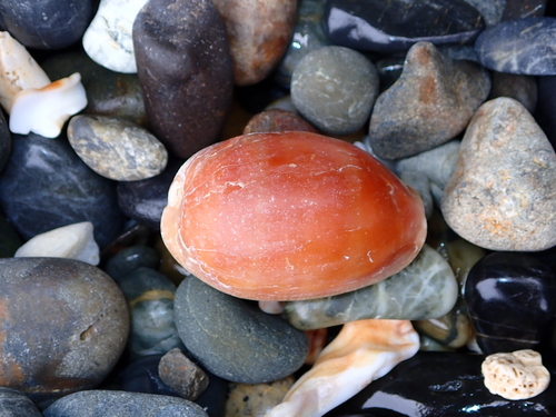 Cypraea carneola observed 2026-10-15
