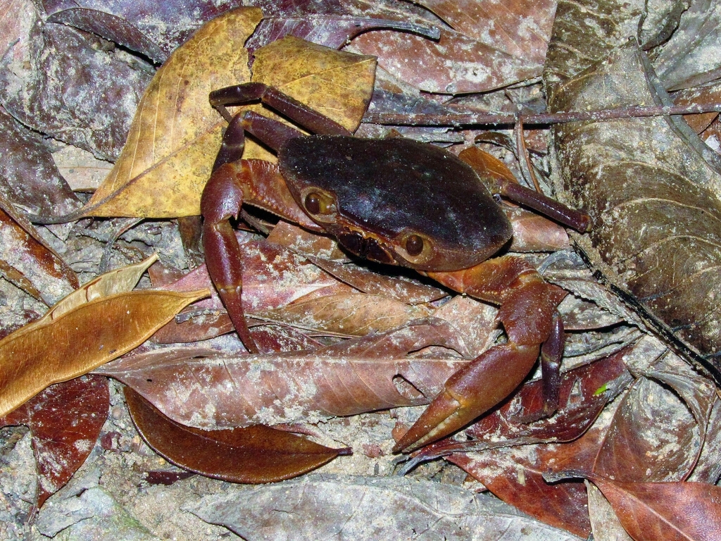 Potamocarcininae