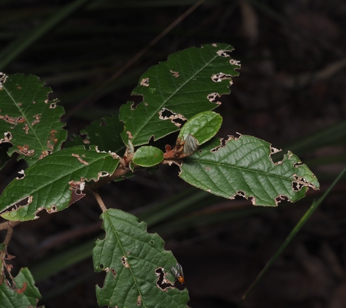 Pomaderris wendlandiana observed 2026-10-15