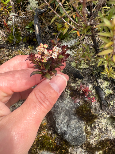 Gaultheria rupestris observed 2026-10-15