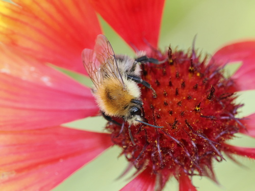 Common Carder Bumble Bee