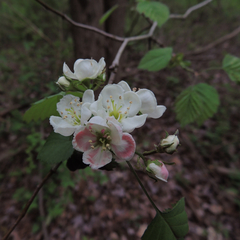 Crataegus coccinea