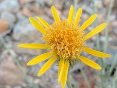Adenophyllum cooperi