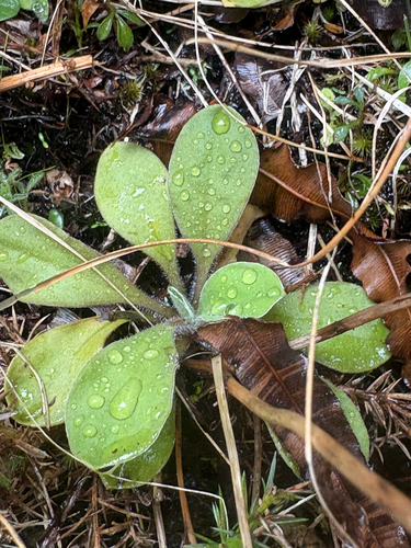 Craspedia uniflora observed 2026-10-15