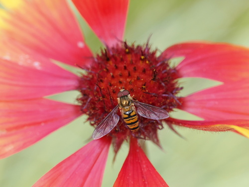 Marmalade Hover Fly