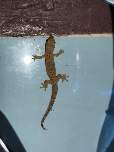 Gehyra observed 2026-08-13