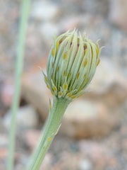 Adenophyllum cooperi