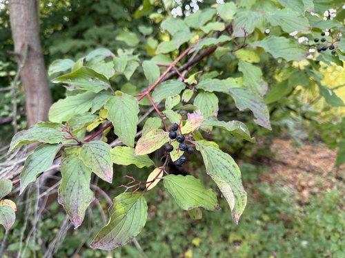 common dogwood